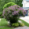 Donald Wyman Lilac #5 - Image 2